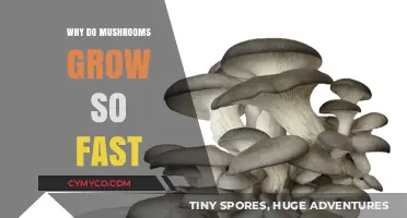 Rapid Mushroom Growth: Unveiling the Secrets Behind Their Speedy Development