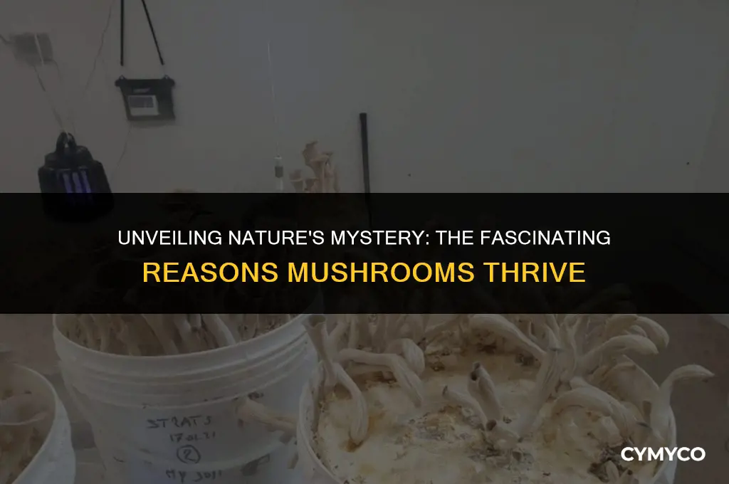 why do mushrooms grow