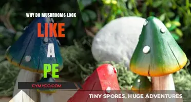 Exploring Nature's Curiosities: The Intriguing Shapes of Mushrooms