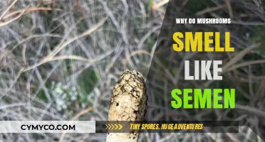 Exploring the Surprising Similarity: Mushrooms and Semen Odor