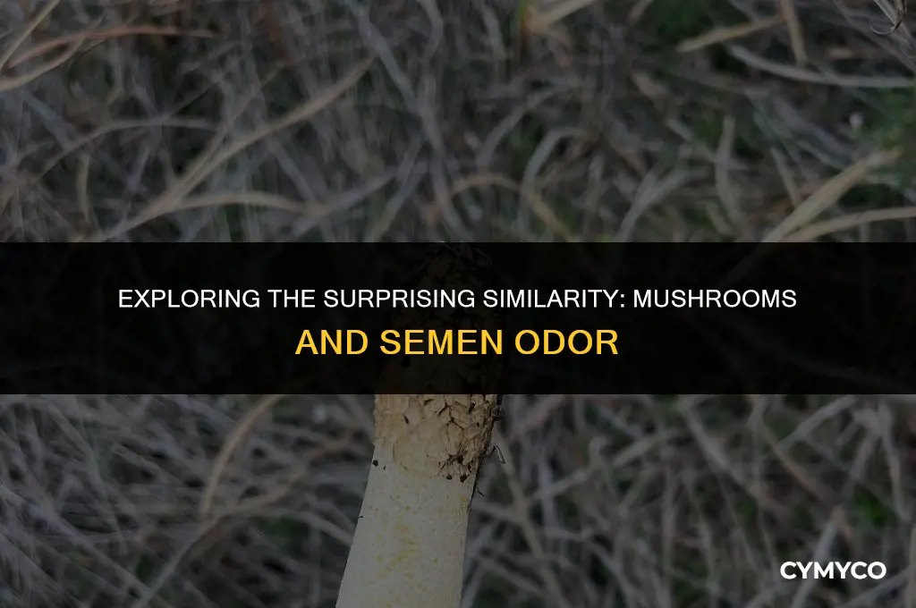 why do mushrooms smell like semen