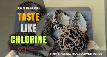 Unveiling the Mystery: Why Mushrooms Might Taste Like Chlorine