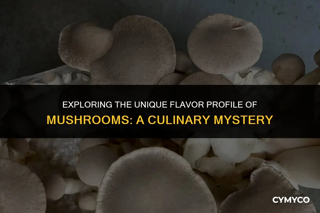 why do mushrooms taste like sperm