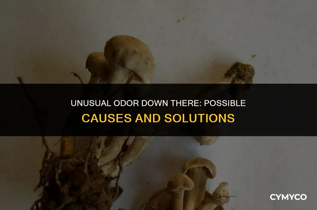 why do my balls smell like mushrooms