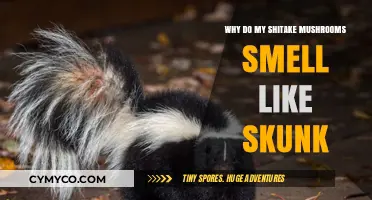 The Surprising Reason Shiitake Mushrooms Might Smell Like Skunk