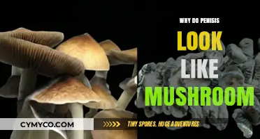Exploring the Intriguing Similarity: Penises and Mushrooms