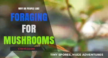 Exploring Nature's Bounty: The Allure of Mushroom Foraging