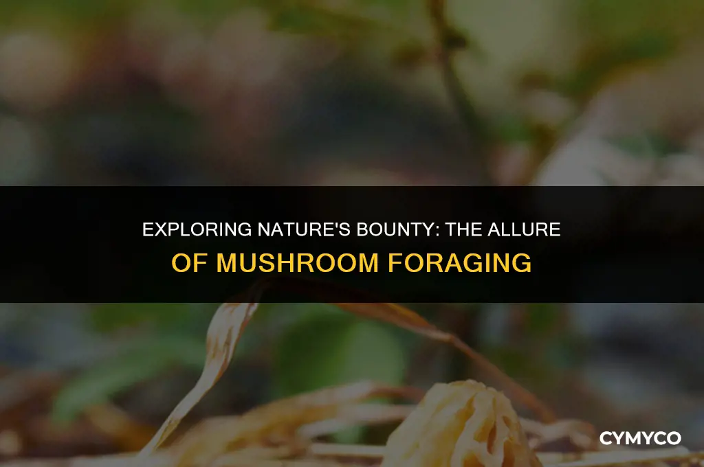 why do people like foraging for mushrooms