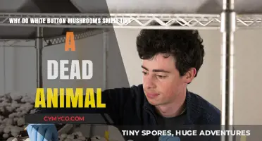 The Peculiar Odor of White Button Mushrooms: A Deceased Animal Scent?