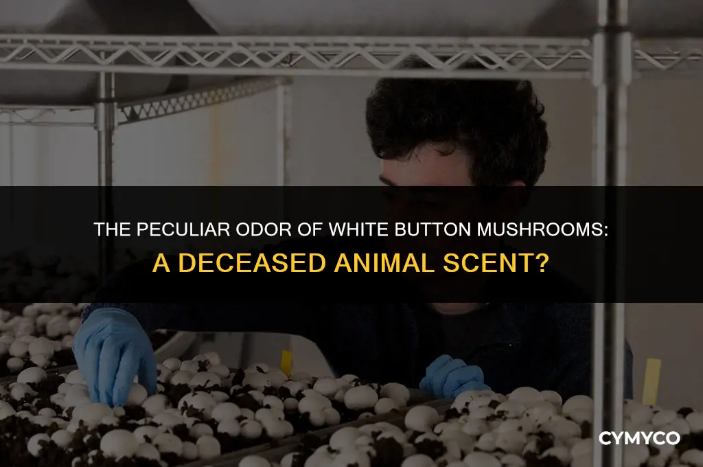 why do white button mushrooms smell like a dead animal
