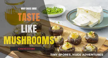 Unveiling the Earthy Enigma: Why Brie Tastes Like Mushrooms