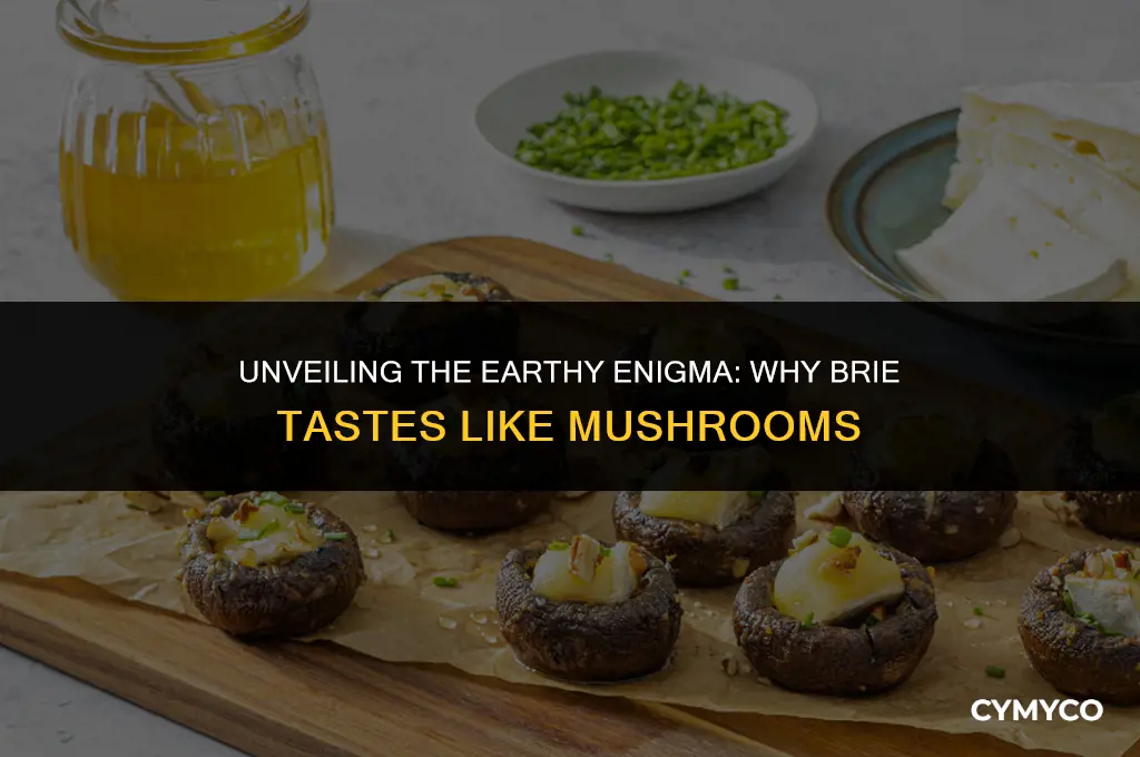 why does brie taste like mushrooms