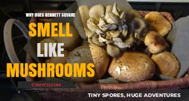 Exploring the Fungal Essence of Kennett Square: A Mycological Mystery