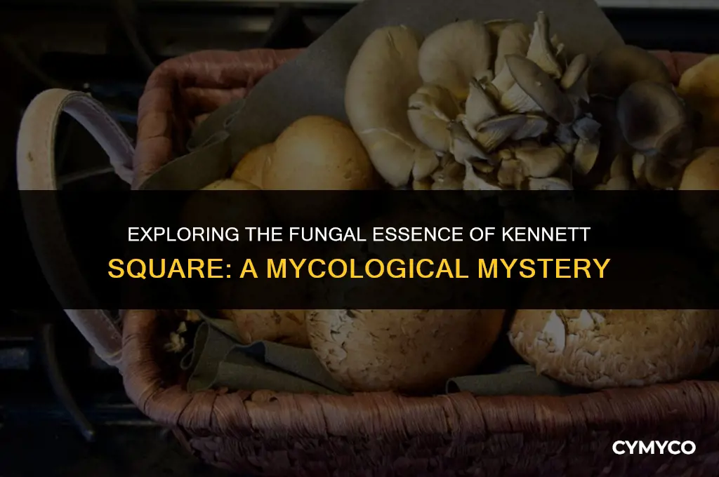 why does kennett square smell like mushrooms