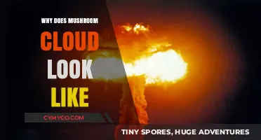 Unveiling the Science Behind Mushroom Clouds: A Visual Explained