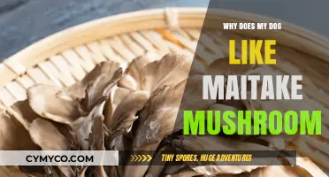 Canine Cuisine: The Surprising Benefits of Maitake Mushrooms for Dogs