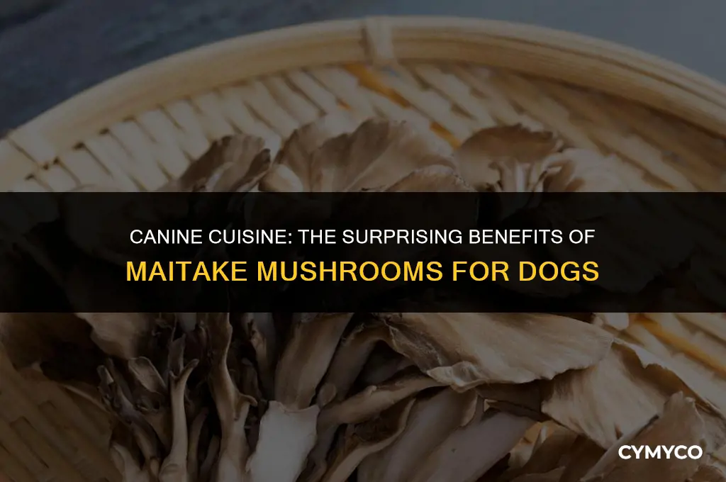why does my dog like maitake mushrooms