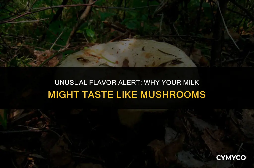 why does my milk taste like mushroom