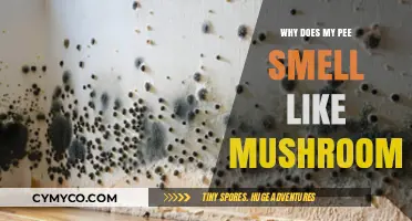 Unusual Urine Odor: Possible Causes and When to Seek Medical Advice