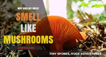 Unveiling the Mystery: Why Your Sweat Might Smell Like Mushrooms