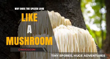 Exploring the Fascinating Shape of the Spleen: A Mushroom Lookalike