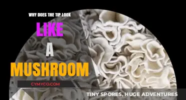 Exploring Nature's Wonders: The Mushroom-Tipped Enigma