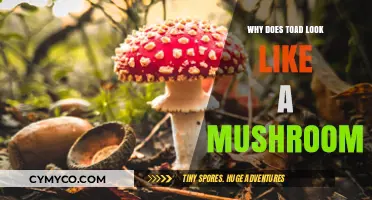 Exploring Nature's Mimicry: The Toad and Mushroom Connection