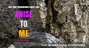 Exploring the Enigma: Why Mushrooms Don't Smell Like Anise to Me