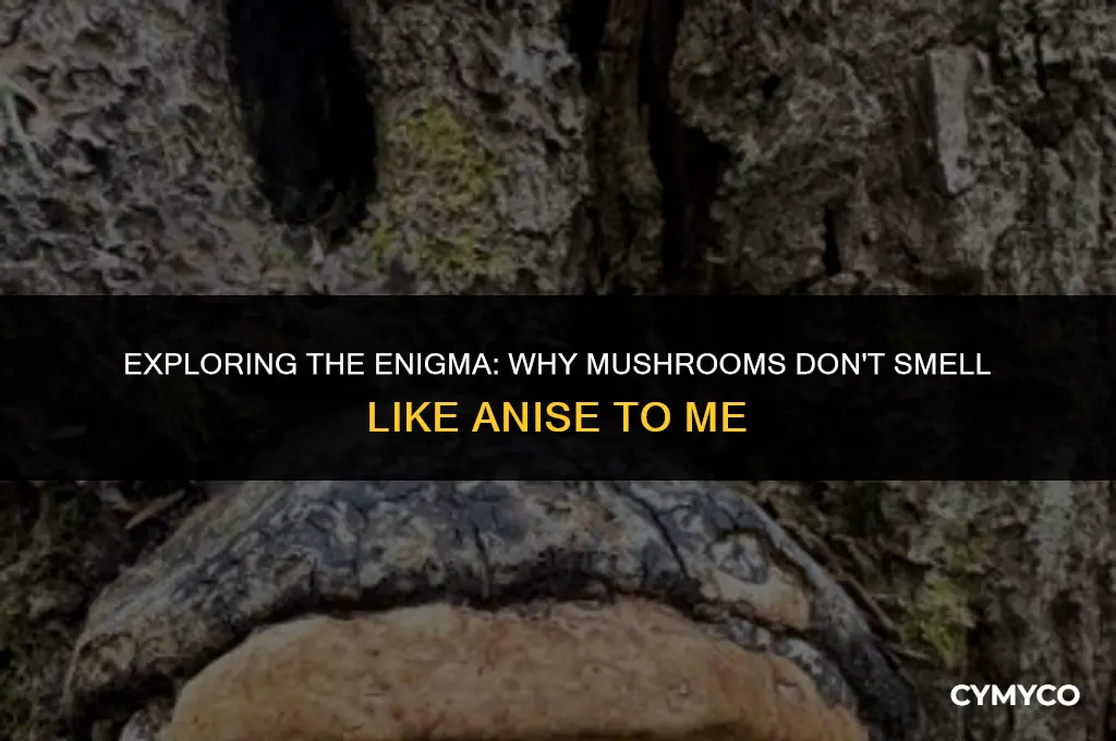 why dont mushrooms smell like anise to me