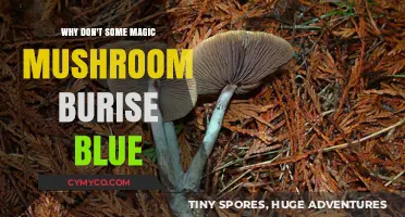 Exploring the Enigma: Why Some Magic Mushrooms Don't Turn Blue