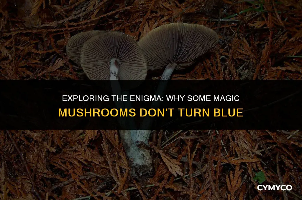 why don