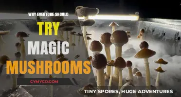 Unlocking New Perspectives: The Transformative Power of Magic Mushrooms