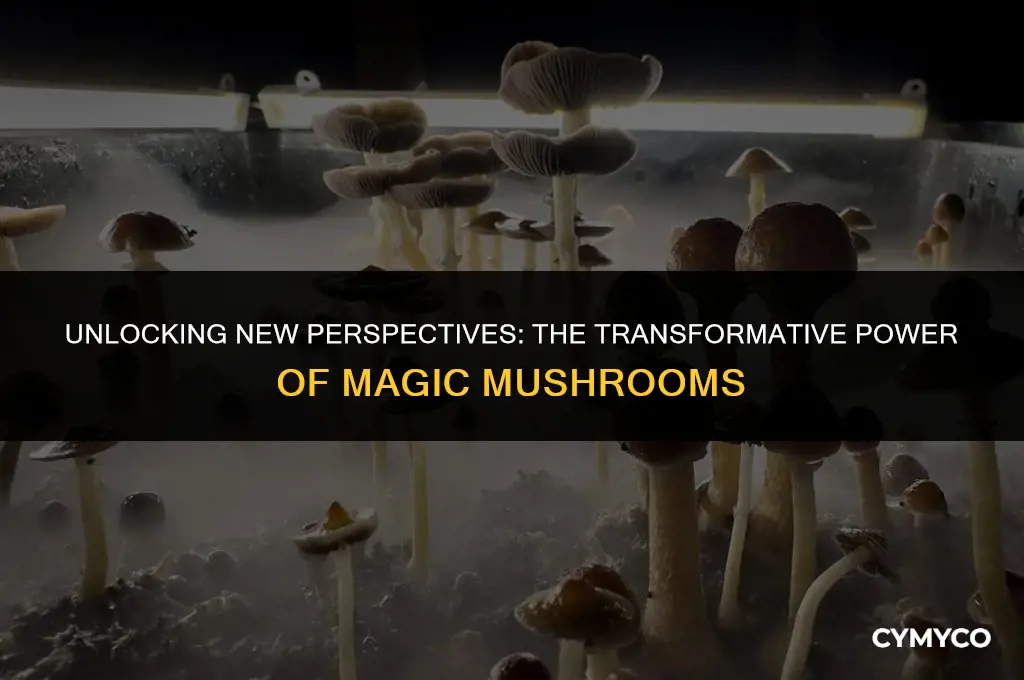 why everyone should try magic mushrooms