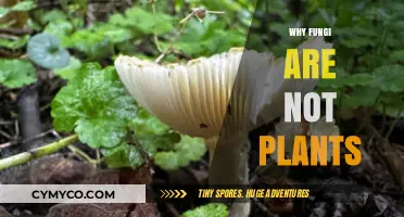 Unveiling the Myths: Why Fungi Are Not Plants