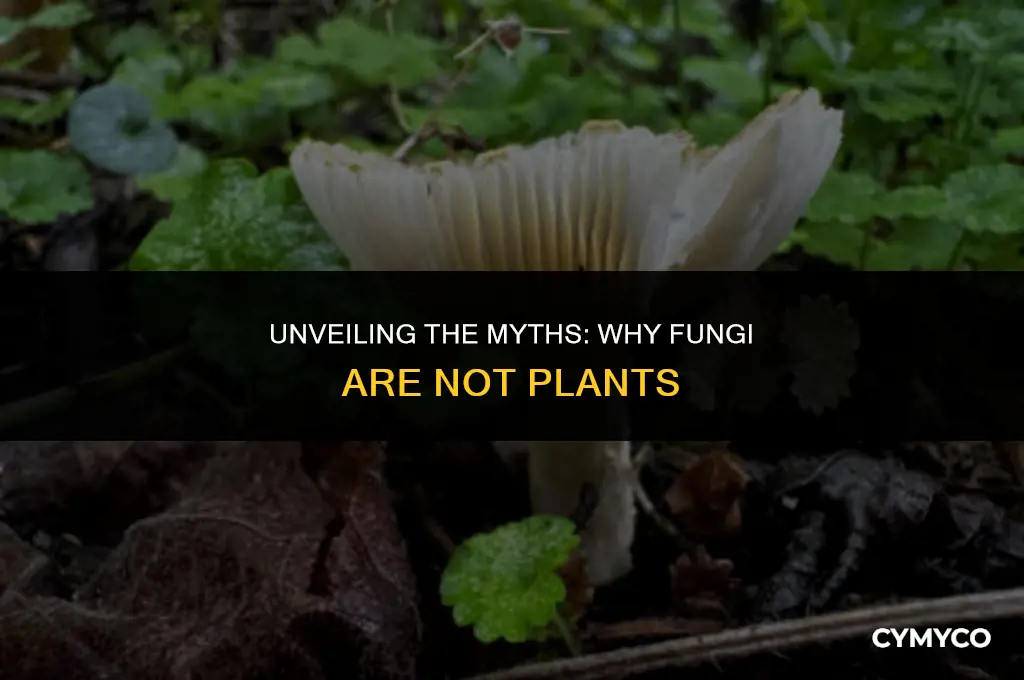 why fungi are not plants