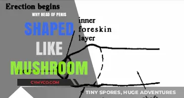 Exploring the Unique Anatomy: Why the Head of the Penis Resembles a Mushroom