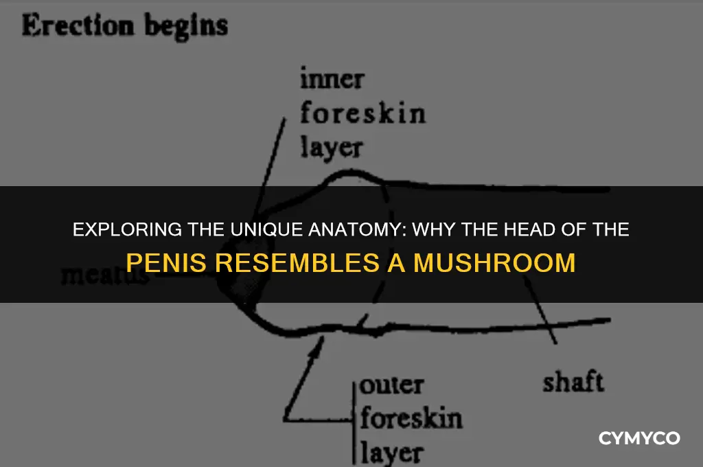 why head of penis shaped like mushroom