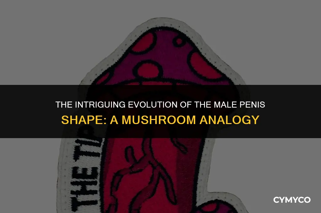 why is a mana penis shaped like a mushroom