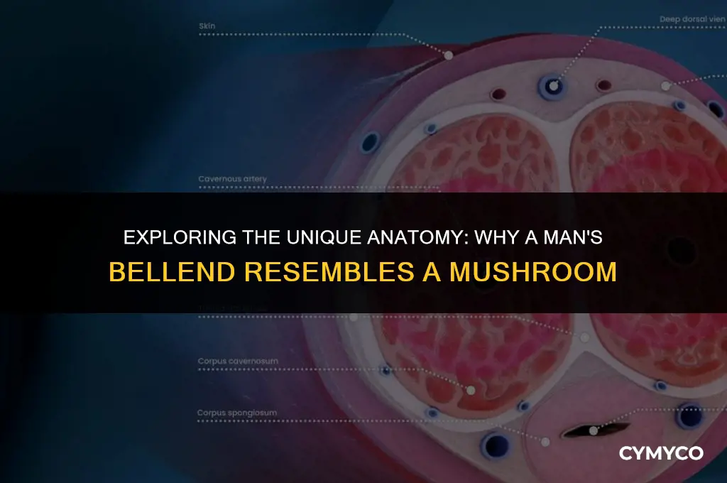 why is a mans bellend shaped like a mushroom