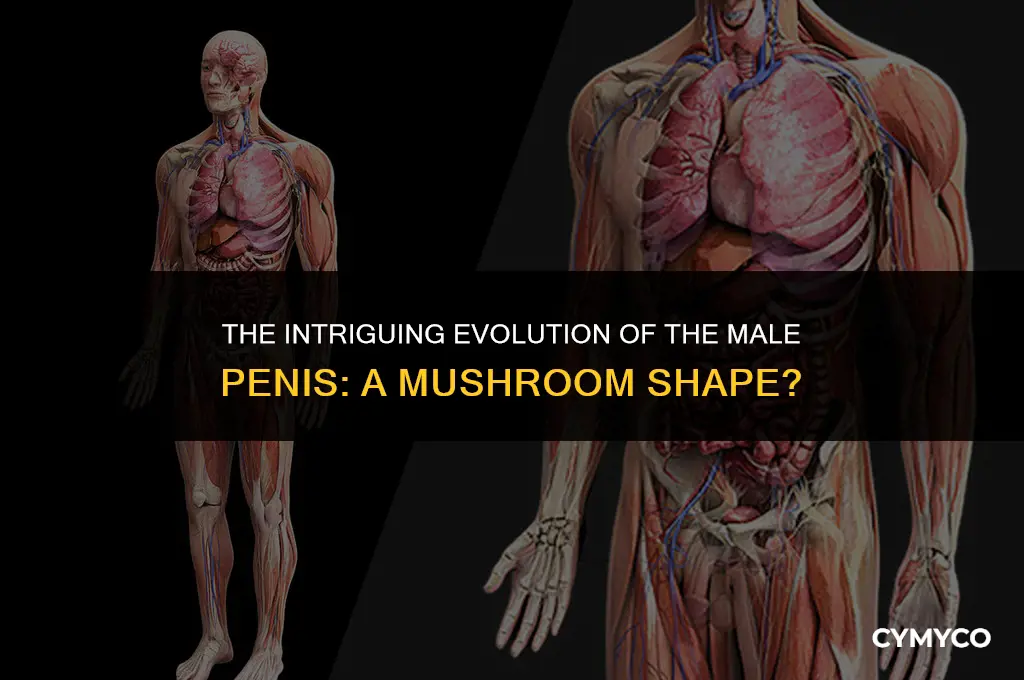 why is a mans oenis shaped like a mushroom