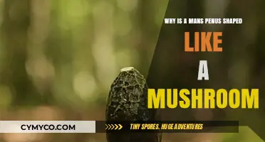 The Intriguing Evolution of the Male Penis: A Mushroom Shape Mystery