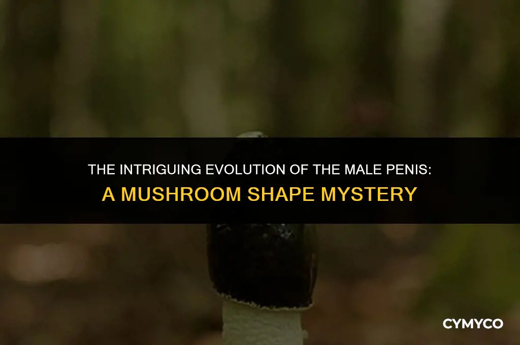 why is a mans penus shaped like a mushroom