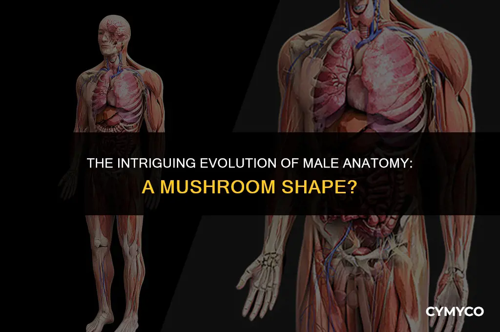 why is a man