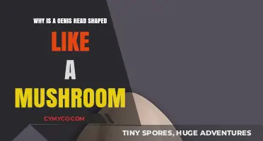 The Intriguing Evolution of the Penis Head Shape: A Mushroom Analogy