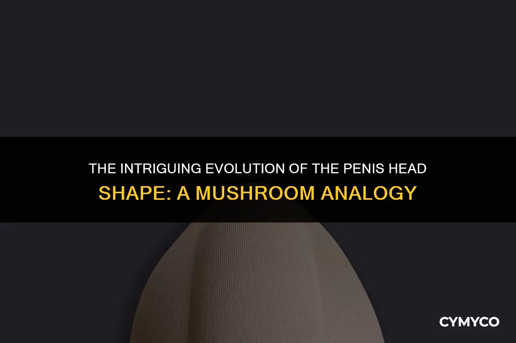 why is a oenis head shaped like a mushroom