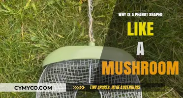The Surprising Connection: Peanuts and Mushrooms Share a Shape
