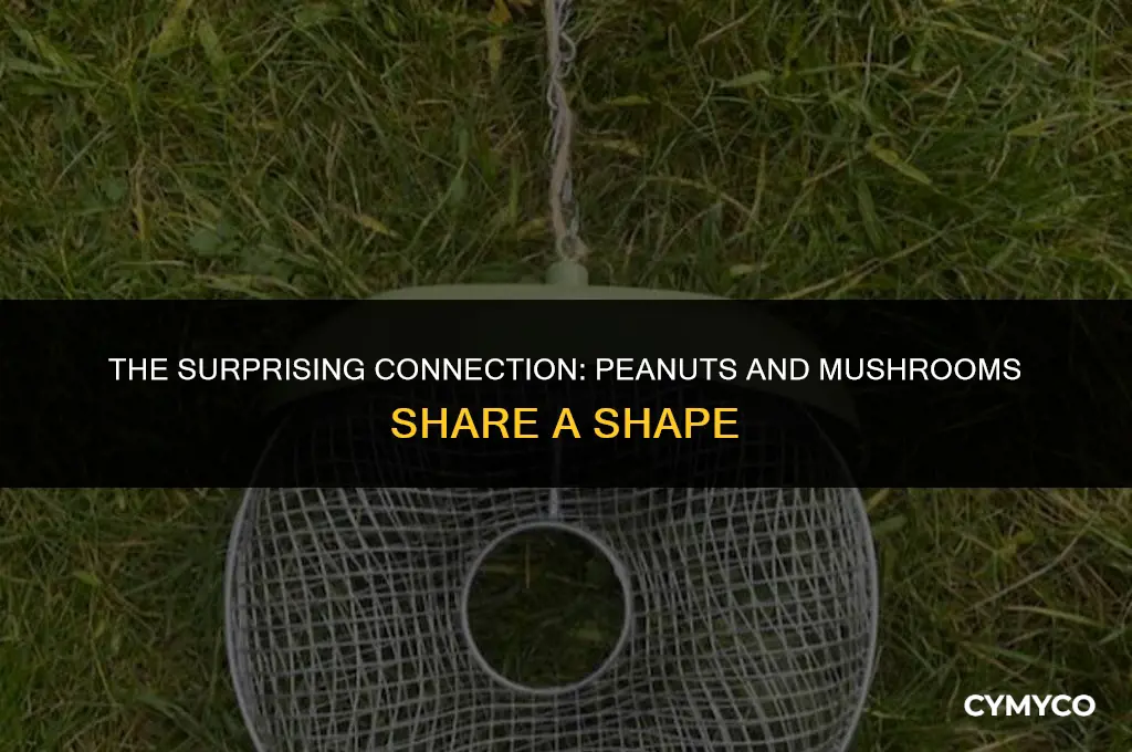 why is a peanut shaped like a mushroom