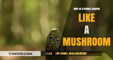 The Intriguing Evolution of the Penis: A Mushroom Shape Mystery