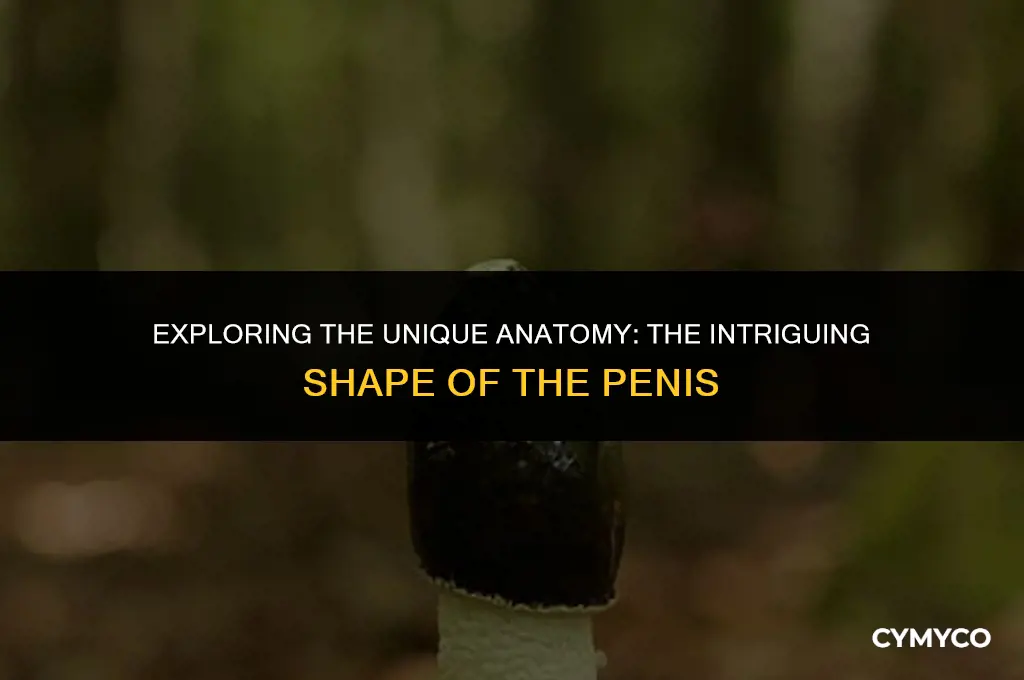 why is a penis shaped like s mushroom