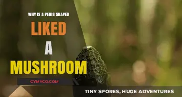 Exploring the Unique Shape of the Penis: A Mushroom Analogy